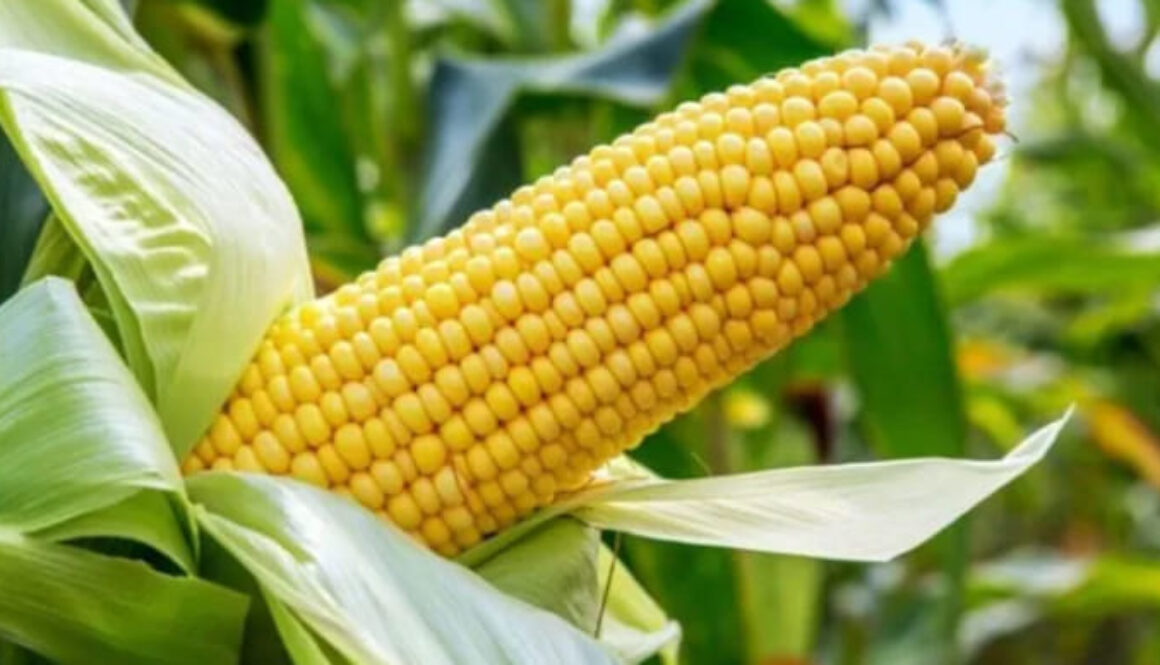 Inaccurate article on the KEBS Maize Flour Warning