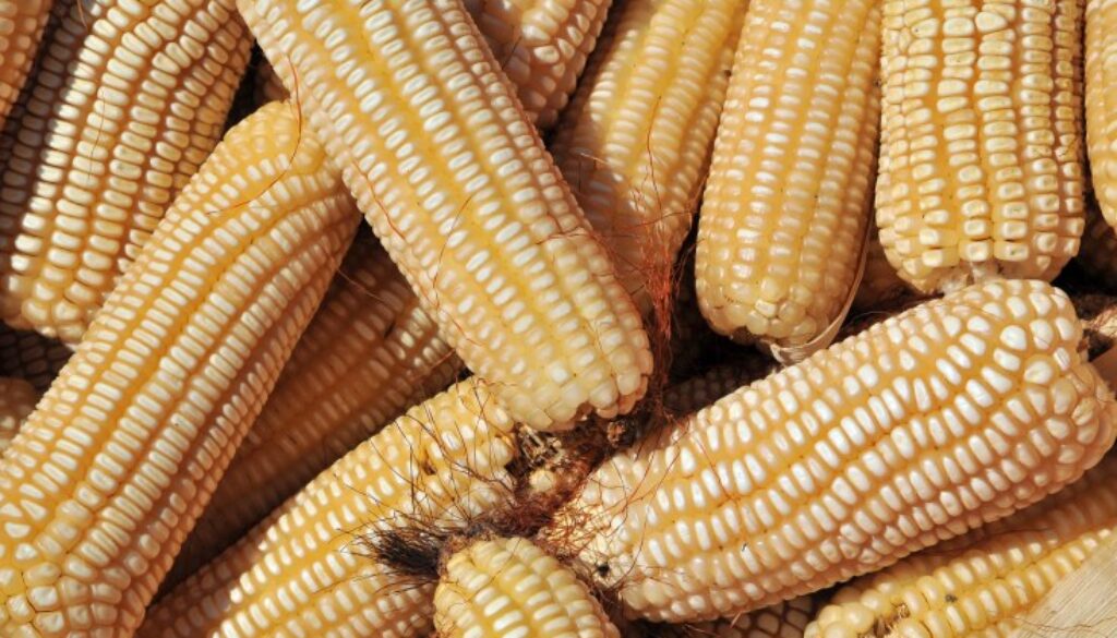 Traders Fail Tough Test for Uganda Maize Exports to Kenya