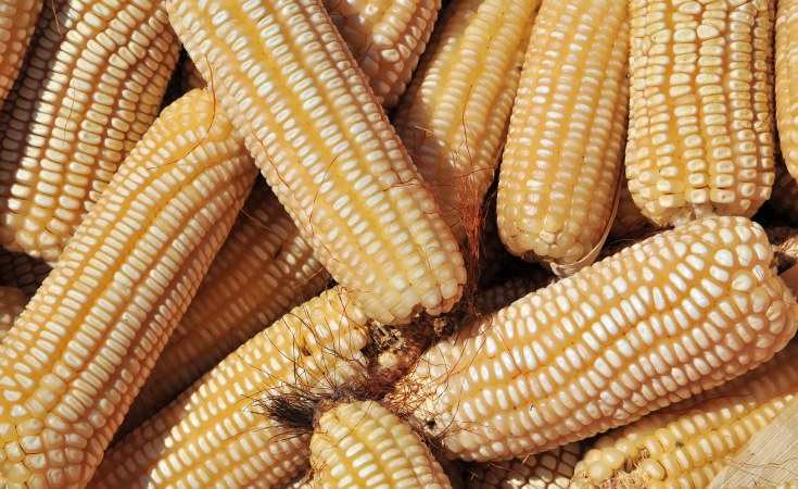 Traders Fail Tough Test for Uganda Maize Exports to Kenya